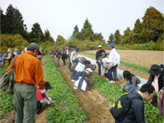 野菜収穫体験をする参加者の写真