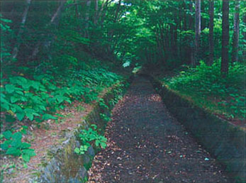 用水路上流部に残る石積み水路の写真